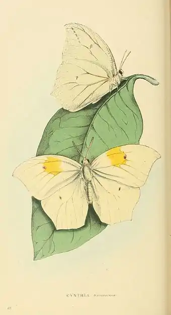 Plate 63.