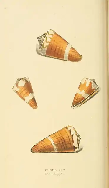 Plate 65.