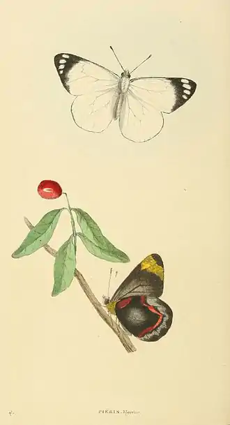 Plate 69.