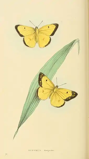 Plate 70.