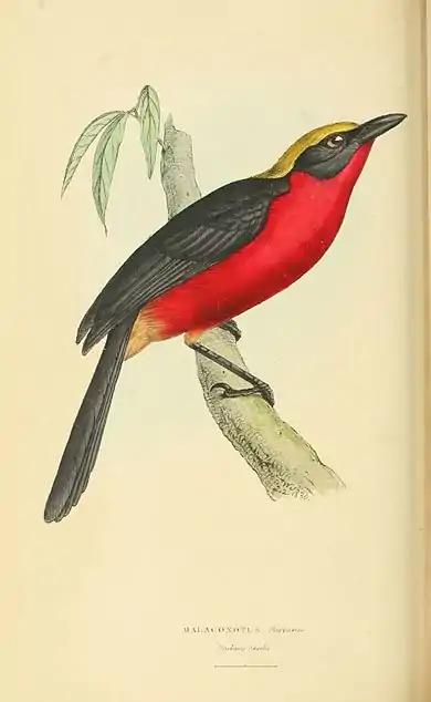 Plate 71.