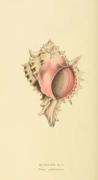 Plate 73.