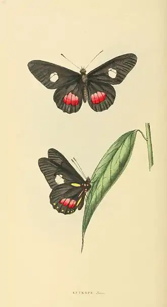 Plate 74.