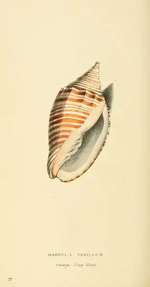 Plate 77.