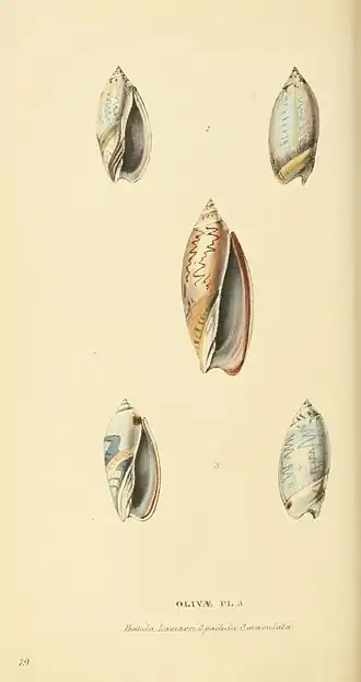 Plate 78.