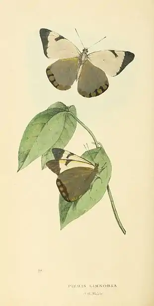 Plate 79.