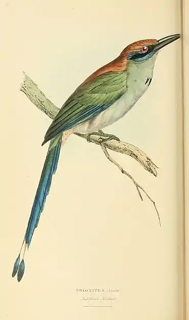 Plate 81.