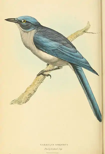 Plate 86.