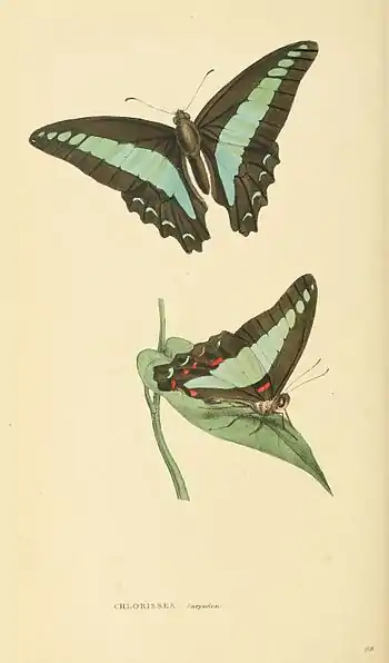 Plate 89.