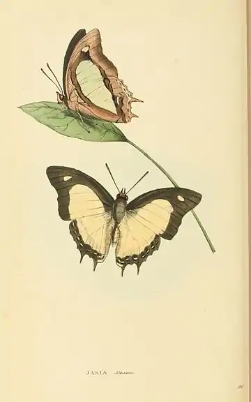 Plate 90.