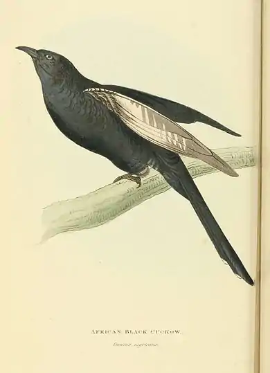 Plate 7.