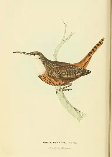 Plate 11.