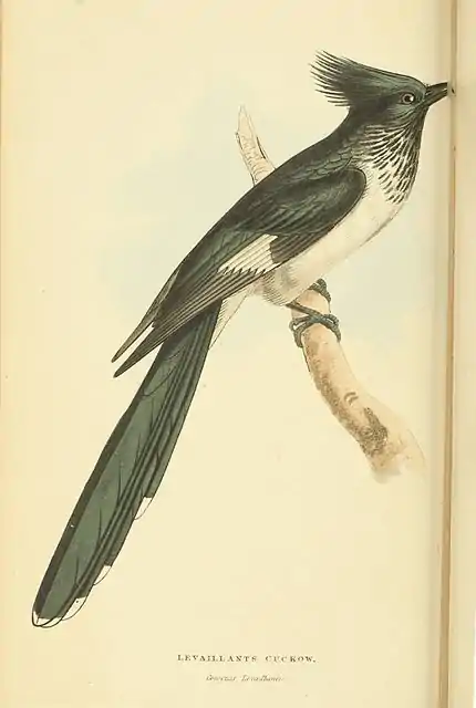 Plate 13.