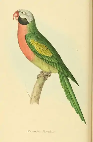 Plate 16.