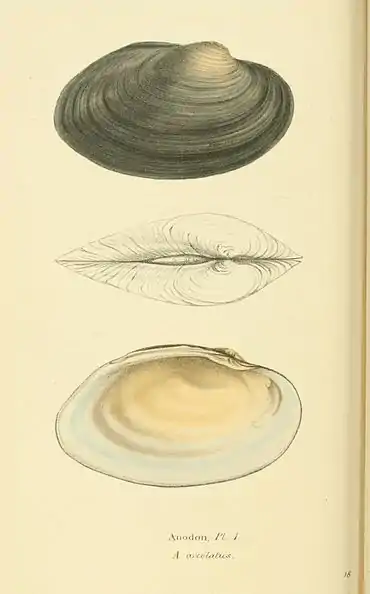 Plate 18.