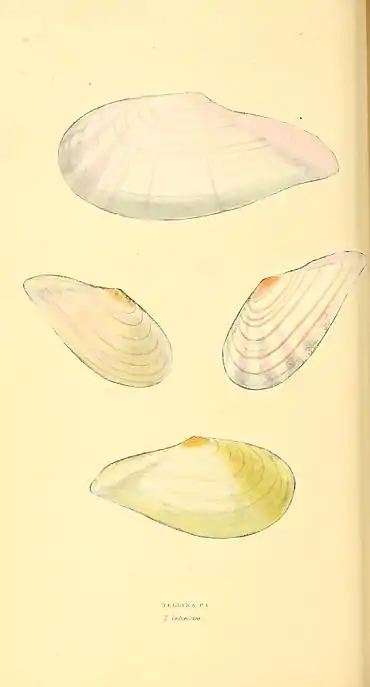 Plate 20.