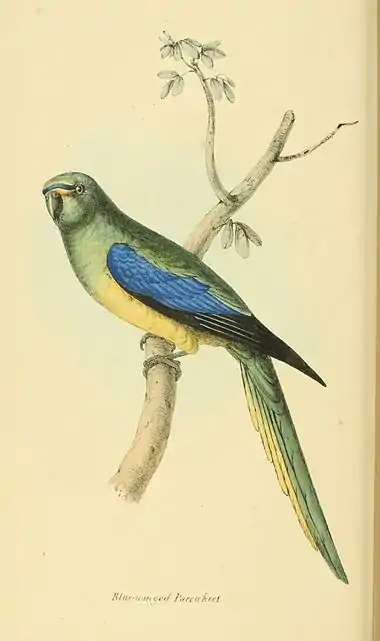 Plate 21.