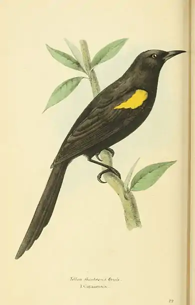 Plate 22.