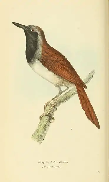 Plate 23.