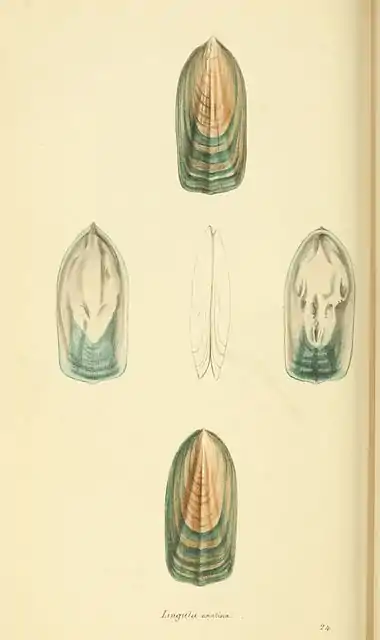 Plate 24.