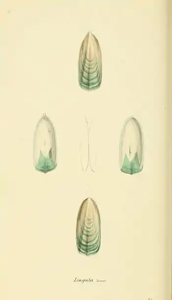 Plate 25.