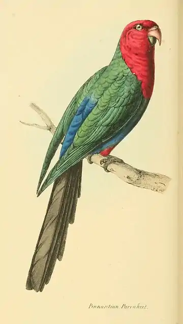 Plate 26.