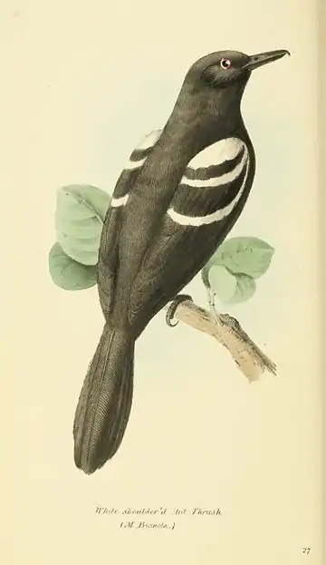 Plate 27.