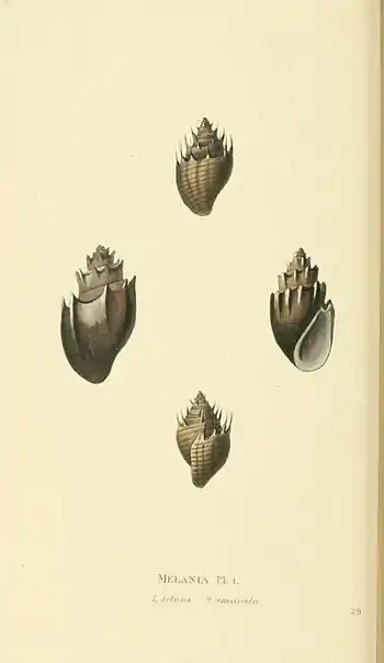 Plate 29.