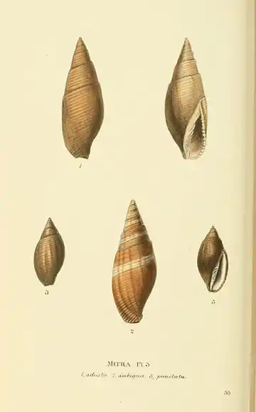 Plate 30.