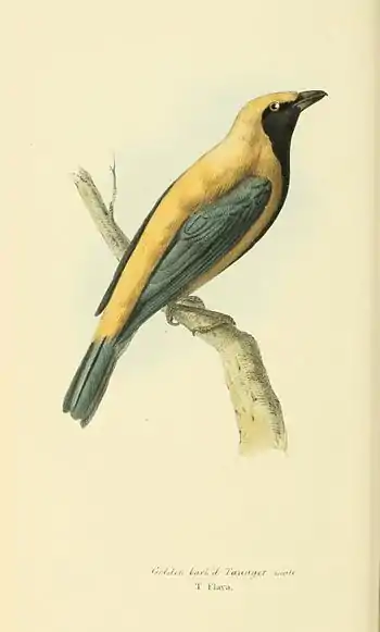 Plate 31.