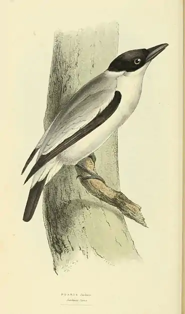 Plate 35.