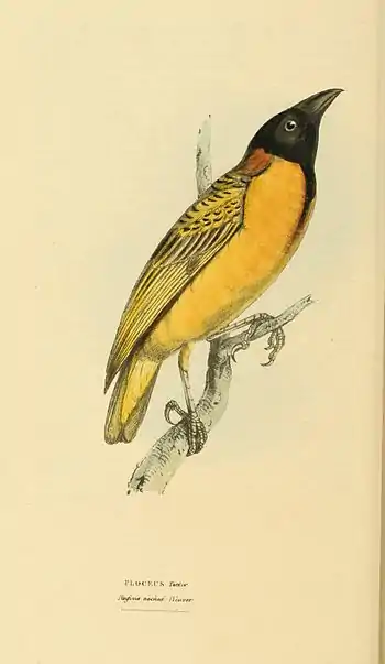 Plate 37.