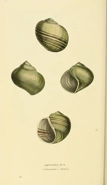 Plate 38.