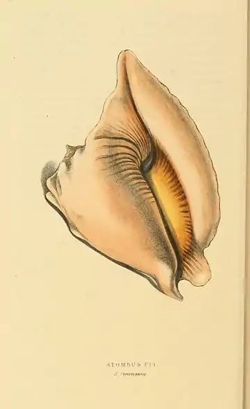 Plate 39.