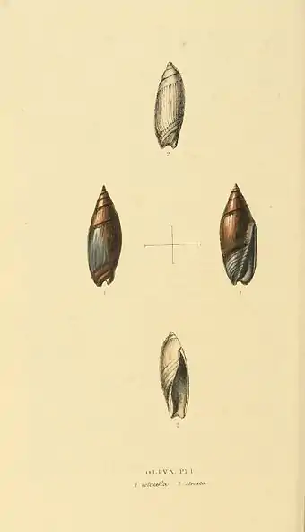 Plate 40.