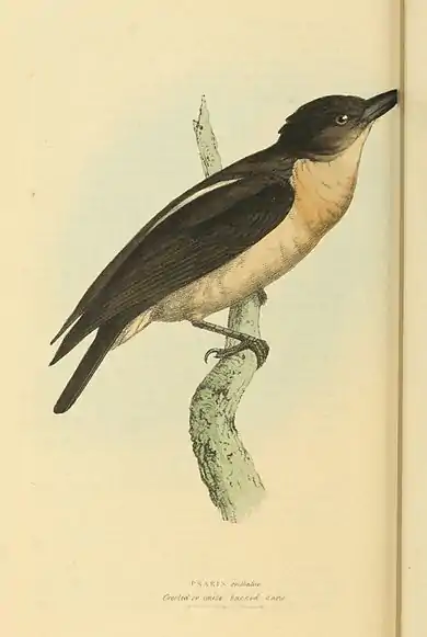 Plate 41.