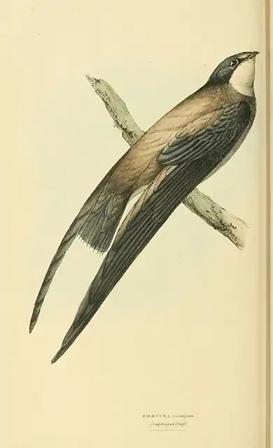 Plate 42.