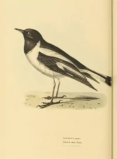 Plate 43.