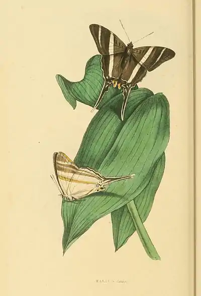 Plate 45.