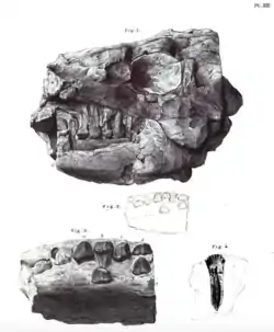 Fossils of Anthodon shown from the left side; what Paranthodon was once thought to be