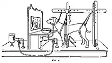 A depiction of Pavlov's dogs study, complete with a harness for the dogs, tubes to measure the amount of saliva produced, and a window for the dogs to see the food through