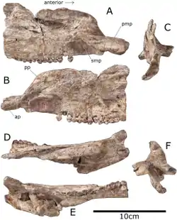 Maxilla and premaxilla of Paranthodon shown from in front, both sides, the top and bottom