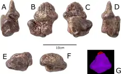 Tooth once referred to Paranthodon shown from all sides and with a 3D reconstruction displaying the broken portion of the tip