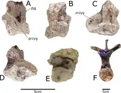 Fragments of vertebra from Paranthodon and a Stegosaurus dorsal superimposed with them