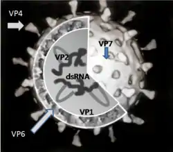 A cut-up image of a single rotavirus particle showing the RNA moecules surrounded by the VP6 protein and this in turn surrounded by the VP7 protein. The V4 protein protrudes from the surface of the spherical particel.