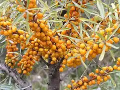 Hippophae rhamnoides