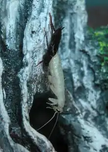 A cockroach moulting