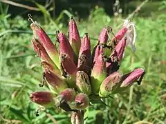 Saponaria officinalis