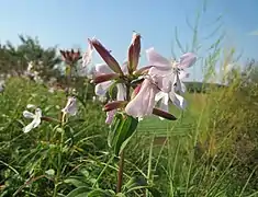 Saponaria officinalis