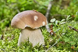 fungus